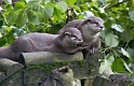 06 Asian Small Clawed Otter